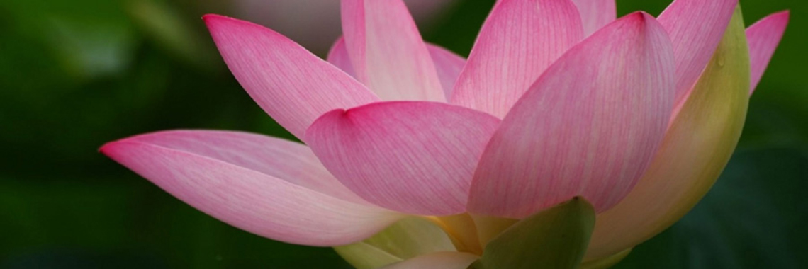 Lotus flower on water