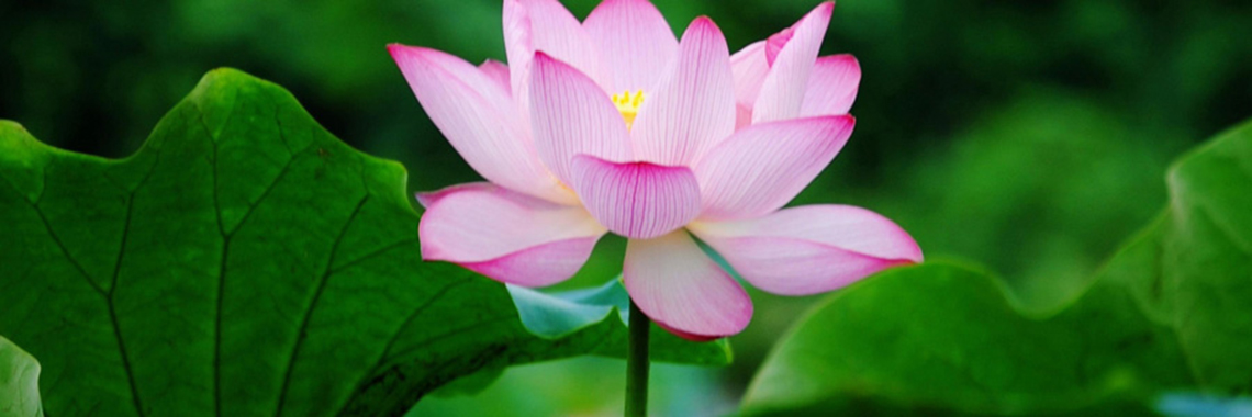 Tranquil lotus flower nature